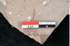 Foto (Detailansicht) von Quercus palaeoilex Ettingshausen (NHMW-GEO-2024-0188-7973)